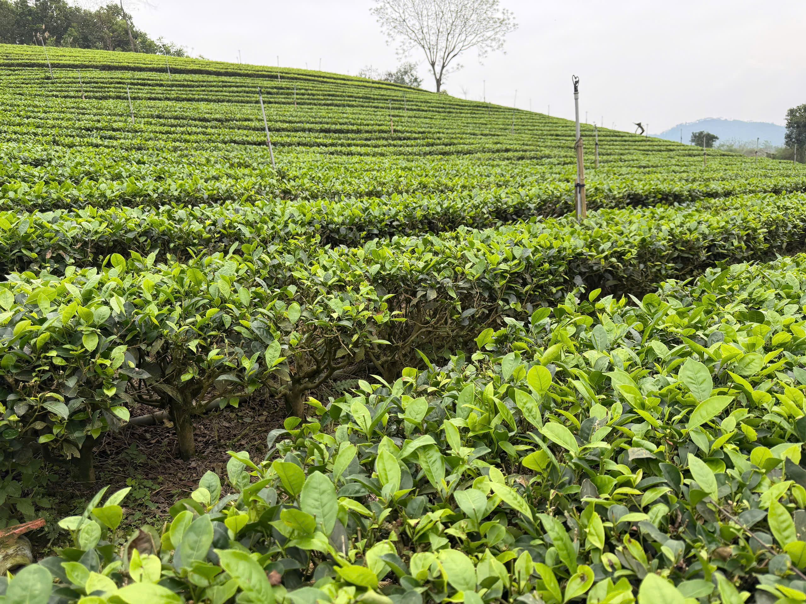 Người thợ thủ công đang hái trà tại vùng sông Cầu