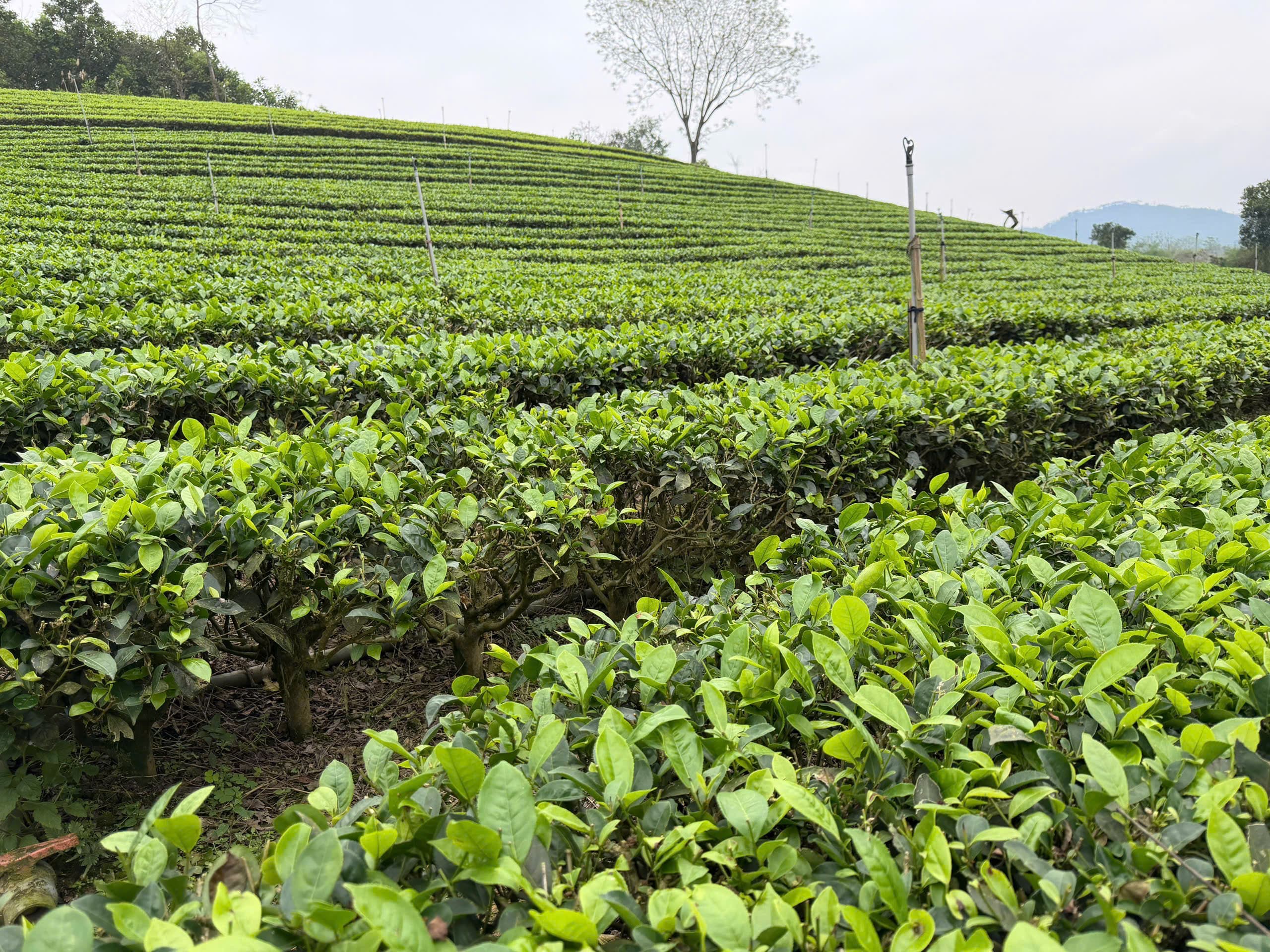 Trà Xanh Đặc Sản